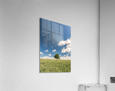 Lonely Tree Acrylic Print