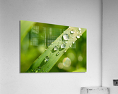 Dewdrops on Grass Acrylic Print