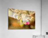 Frozen Berries Acrylic Print