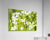 White Flowers Acrylic Print