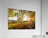 Vineyard View Acrylic Print