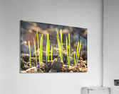 Spring Acrylic Print