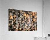 Pepper Acrylic Print