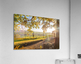 Vineyard Trail Acrylic Print