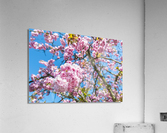 Cherry Blossom Acrylic Print