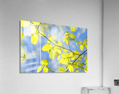 Spring Leaves Acrylic Print