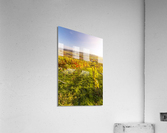 Vineyard Sunset Acrylic Print