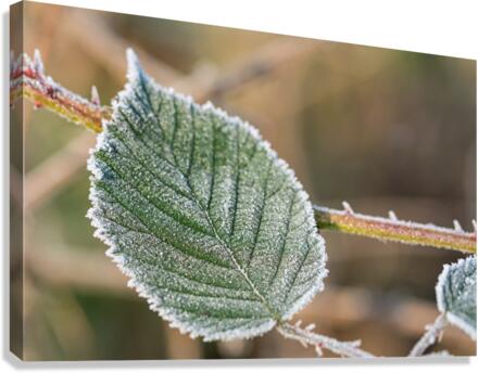 Macro shot of a frozen leaf Canvas Print