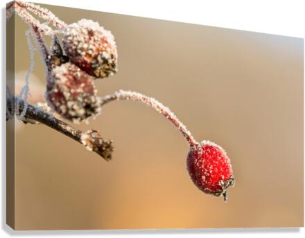 Frozen Rosehip Canvas Print
