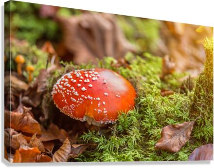 Fly Agaric Mushroom Canvas Print