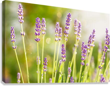 Sunny Lavender Canvas Print