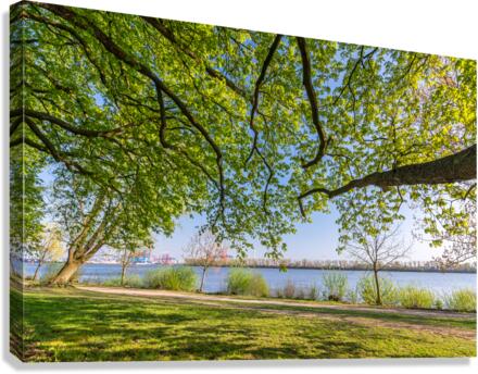Trees at the Elbe River Canvas Print