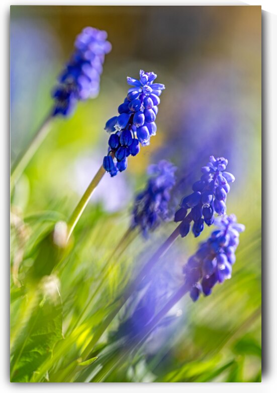 Closeup macro shot of beautiful bulbous blue Grape Hyacinth flowers in spring by caladoart
