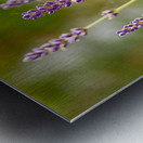 Closeup macro shot of purple lavender flowers in the sunlight  Metal print
