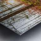 Evening sun reflecting on beautiful moss covered rocks in the forest  Metal print