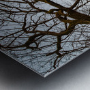 Beautifully shaped tree at the edge of the forest at sunset  Metal print