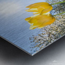 Tulips Metal print