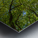 Trees at the Elbe River Metal print