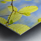 Spring Leaves Metal print