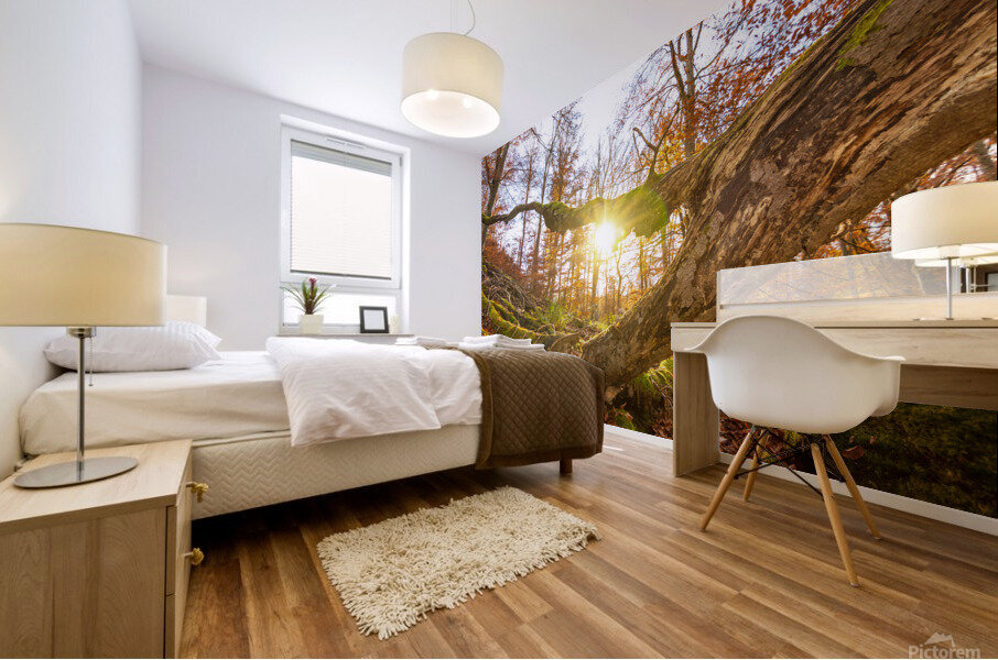 Autumn Forest Mural print