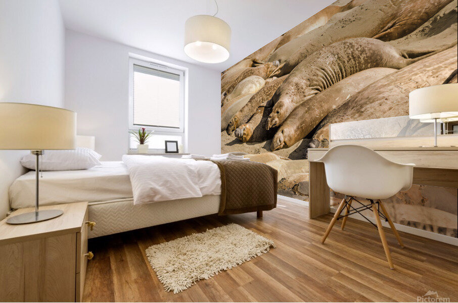 Sea Elephants Mural print