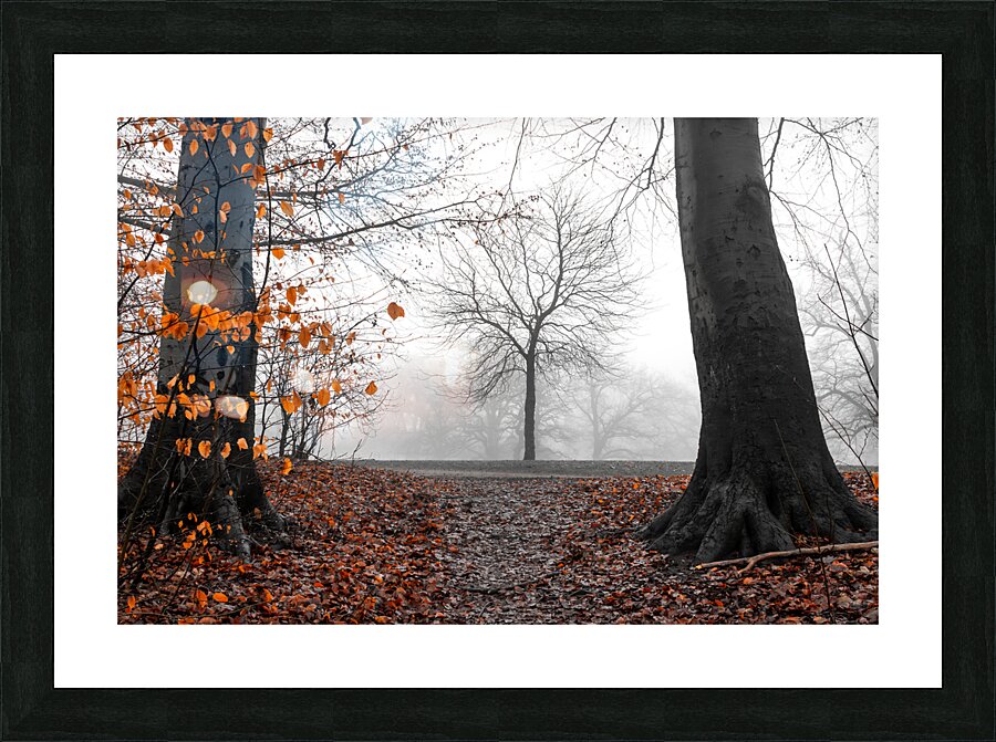 Trees and orange leaves in a park on a foggy morning  Picture Frame print