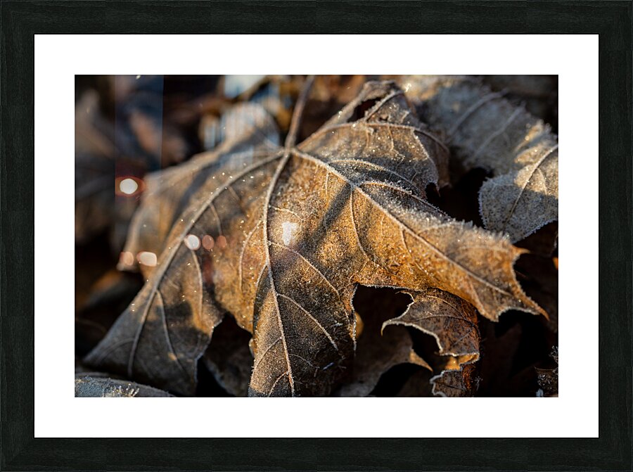 Closeup macro shot of withered brown maple leaf covered by beautiful ice crystals  Picture Frame print