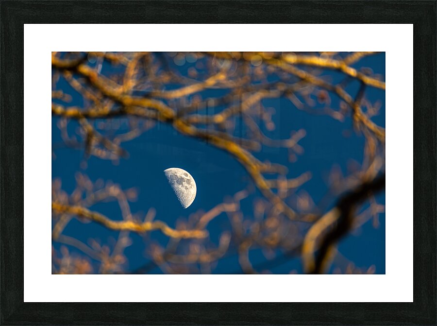 Beautiful image of a crescent moon seen through three branches at sunset  Picture Frame print