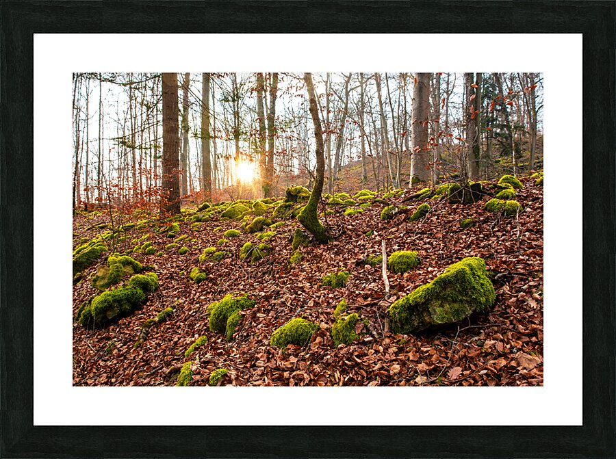 Evening sun reflecting on beautiful moss covered rocks in the forest  Picture Frame print