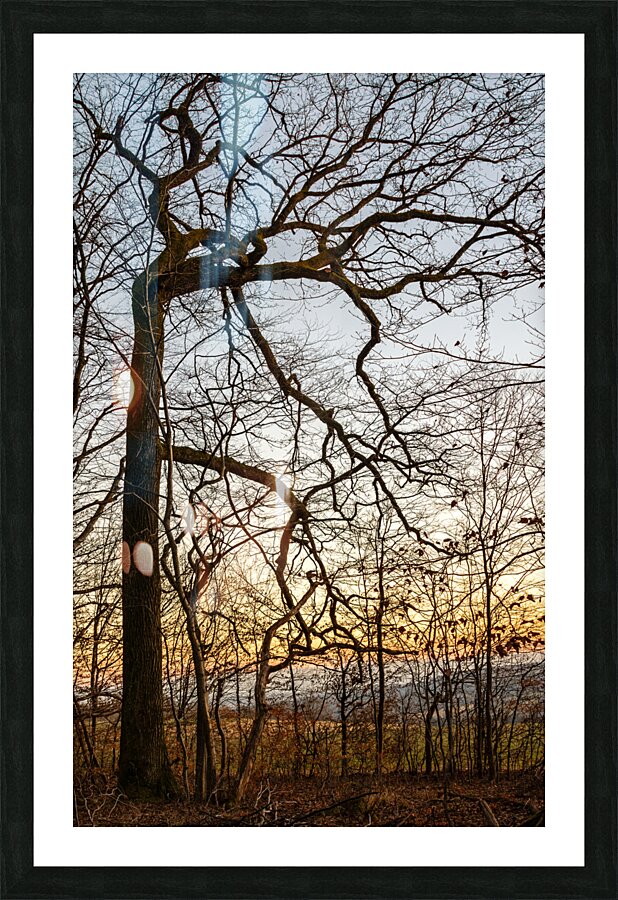 Beautifully shaped tree at the edge of the forest at sunset  Picture Frame print