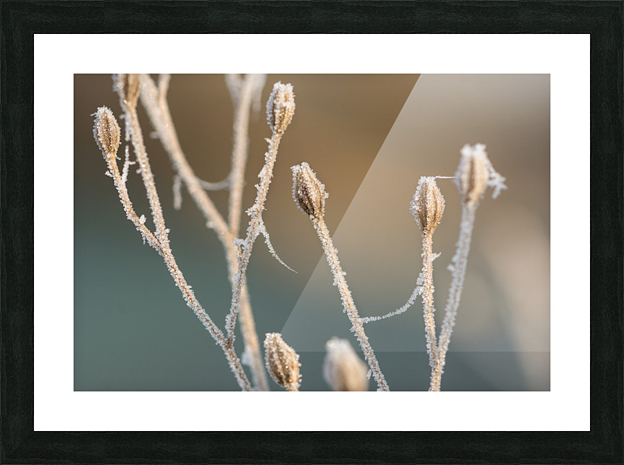 Macro photo of beautifully frozen plant Picture Frame print
