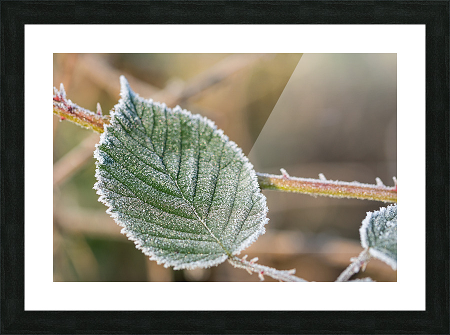 Macro shot of a frozen leaf Picture Frame print
