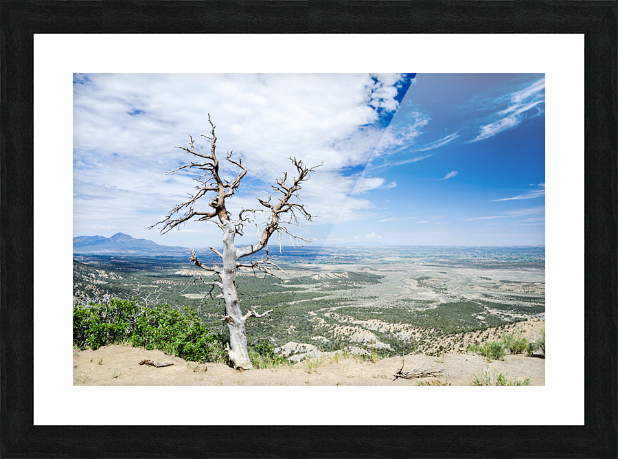 Desert Tree Picture Frame print