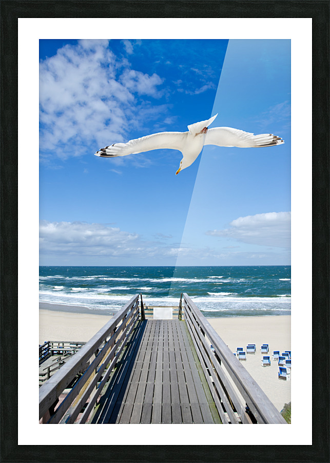 Seagull Picture Frame print