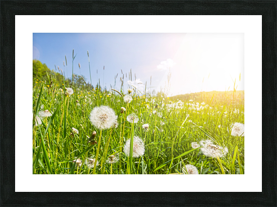 Blowball Flowers Picture Frame print