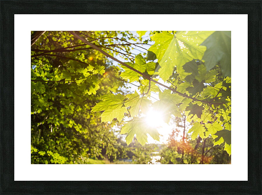 Sun and Leaves Picture Frame print