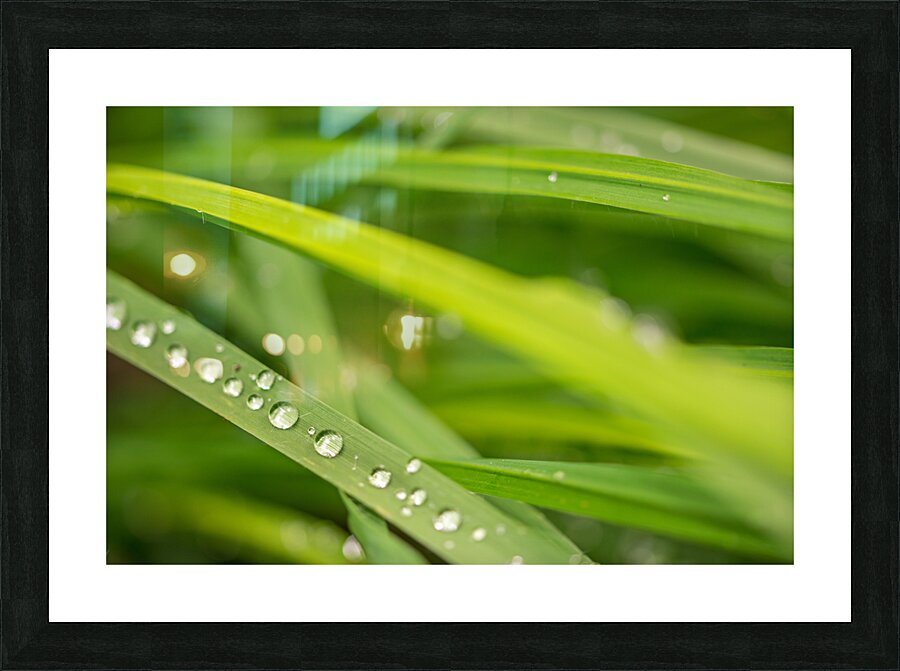 Dewdrops Picture Frame print