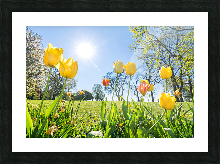 Tulips Picture Frame print