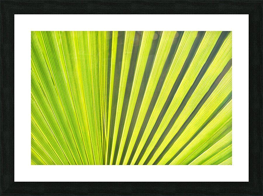 Leaf Picture Frame print