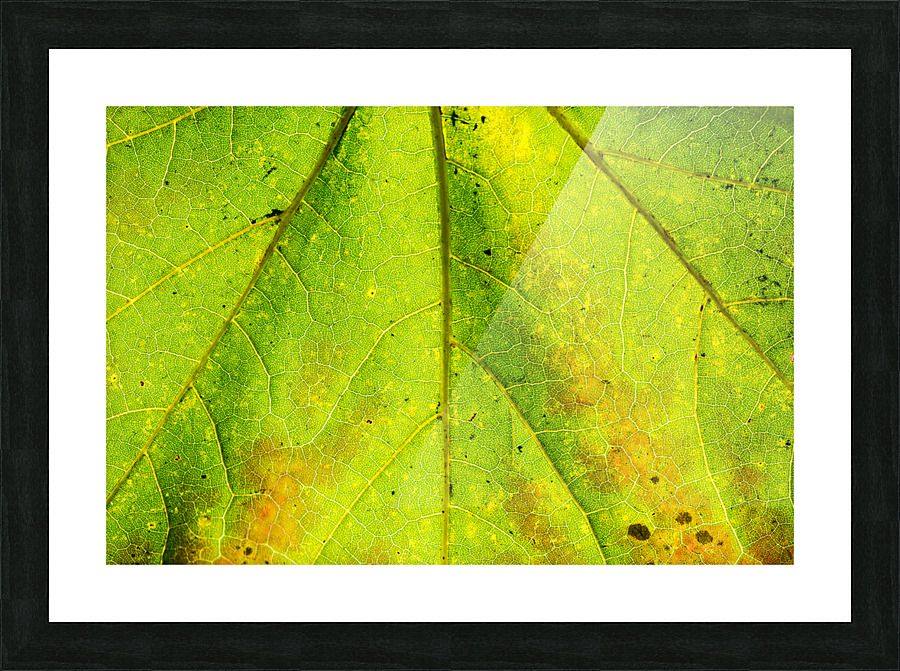 Maple Leaf  Picture Frame print