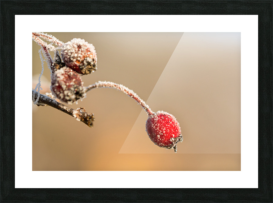 Frozen Rosehip Picture Frame print