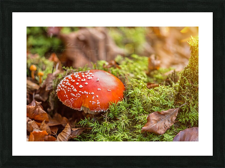 Fly Agaric Mushroom Picture Frame print