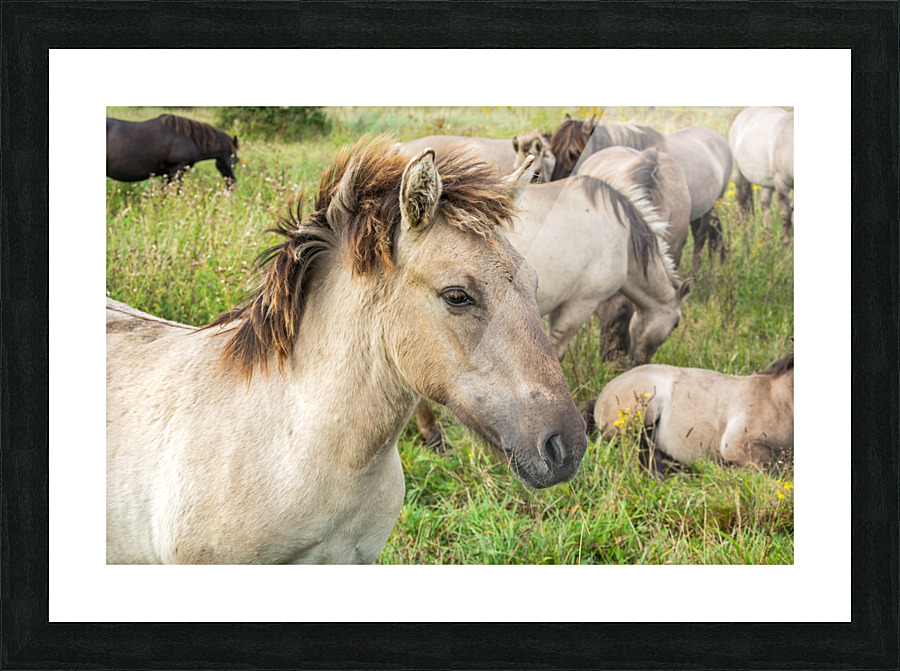 Konik Picture Frame print