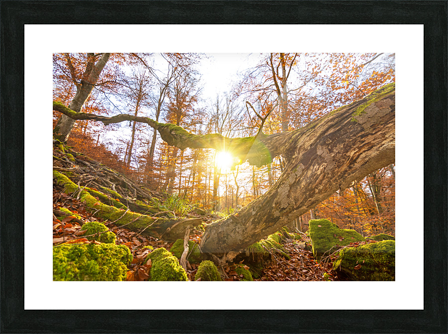 Autumn Forest Picture Frame print
