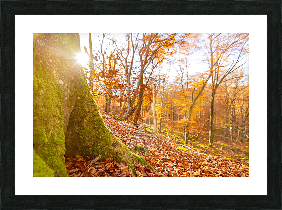 Autumn Tree Trunk Picture Frame print