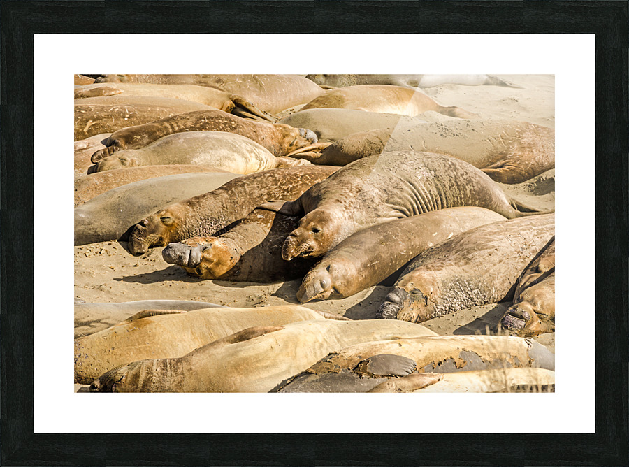 Sea Elephants Picture Frame print