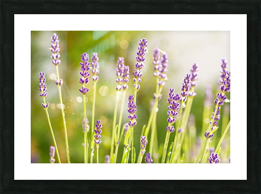Sunny Lavender Picture Frame print