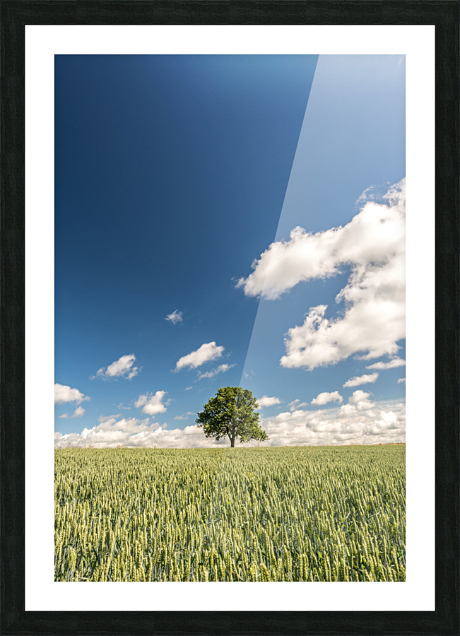 Lonely Tree Picture Frame print