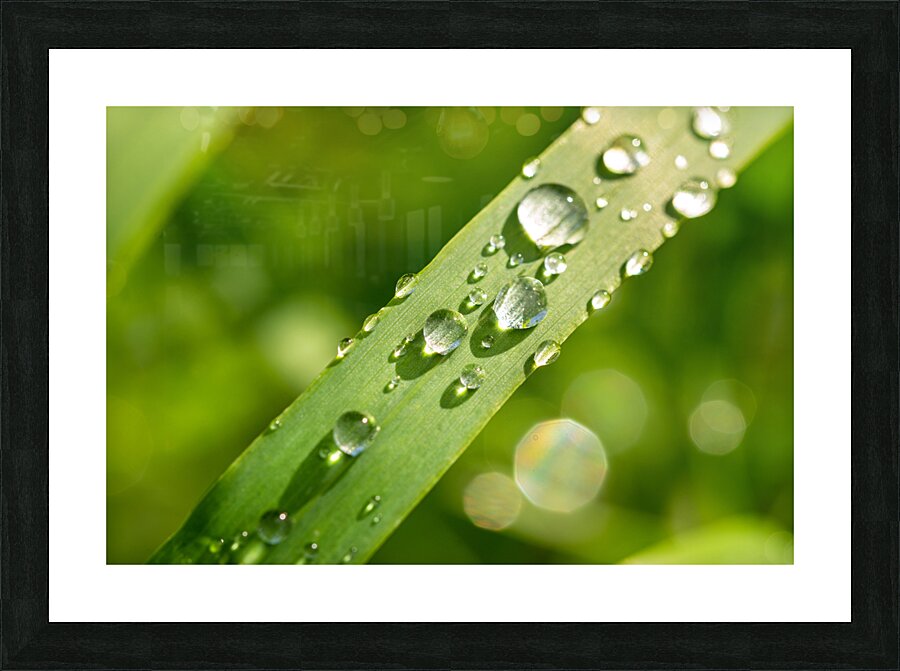Dewdrops on Grass Picture Frame print