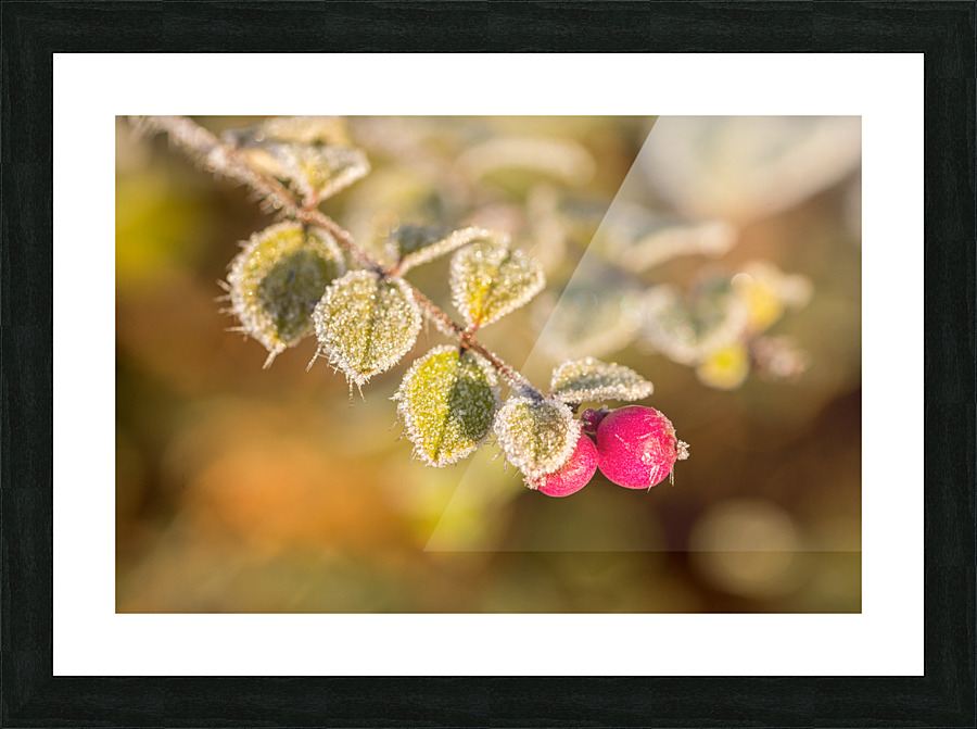 Frozen Berries Picture Frame print